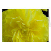 Begonia flowers,海棠 (Front Horizontal)