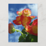 Begonia Flowers Postcard