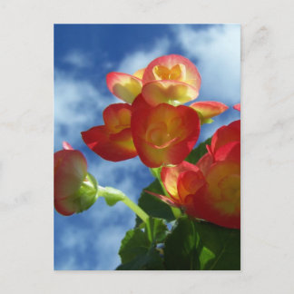 Begonia Flowers Postcard