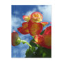 Begonia Flowers Postcard
