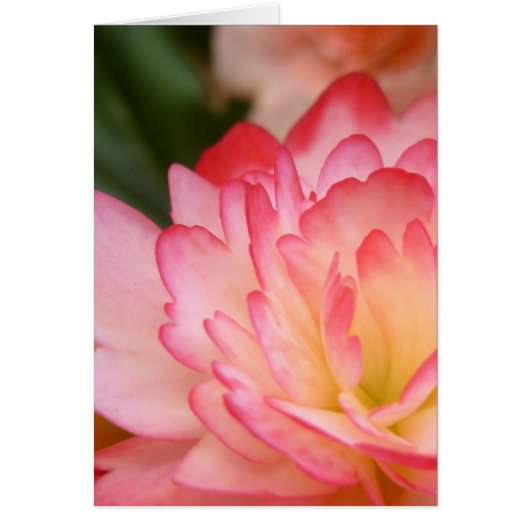 Begonia Soul Blossom Cards (Front)