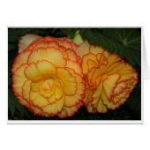Begonias (Front Horizontal)