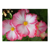 Begonias2 (Front Horizontal)