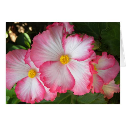 Begonias2 Cards (Front Horizontal)
