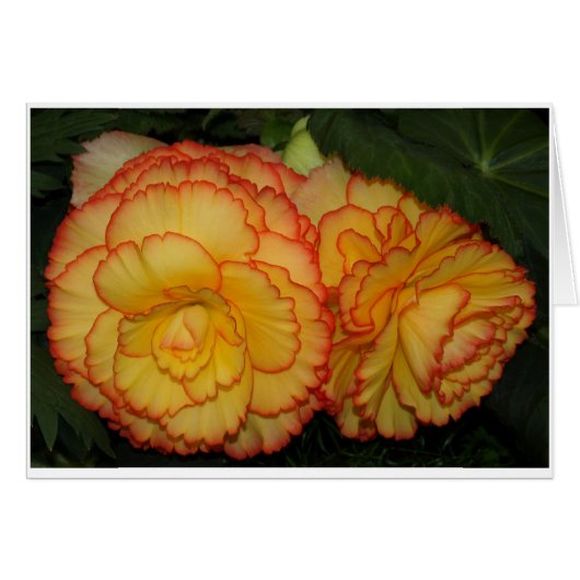 Begonias Cards (Front Horizontal)