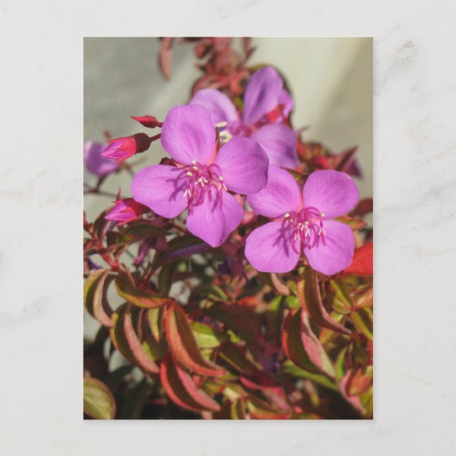 Begonias postcard, customize postcard (Front)