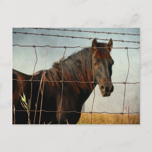 Behind the fence, abstract horse postcard (Front)