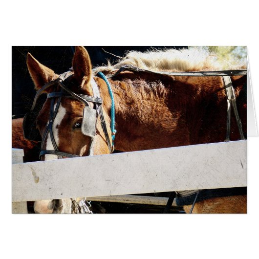 Behind the Fence Amish Horse Cards (Front Horizontal)