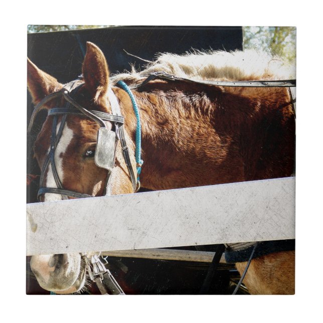 Behind the Fence Amish Horse Ceramic Tile (Front)