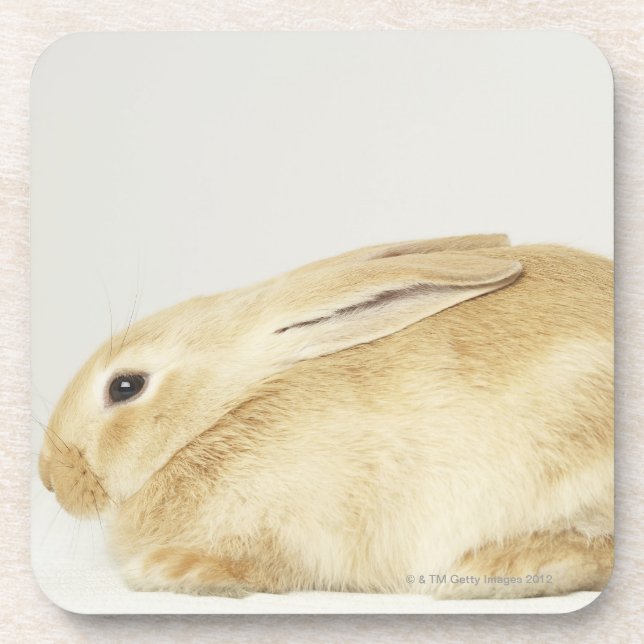 Beige bunny rabbit on white background 4 drink coaster (Front)