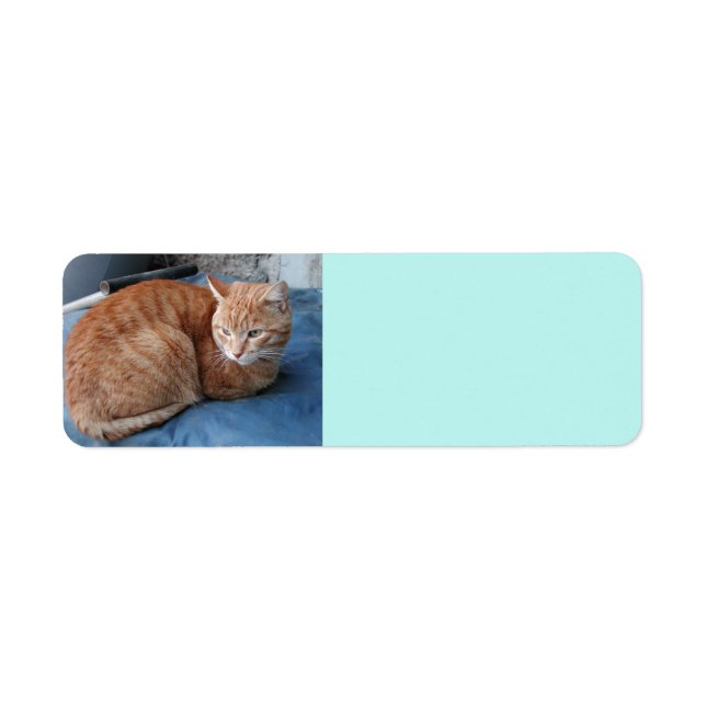 Beige Cat Address Label (Front)