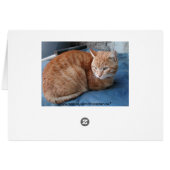 Beige Cat Cards (Back Horizontal)
