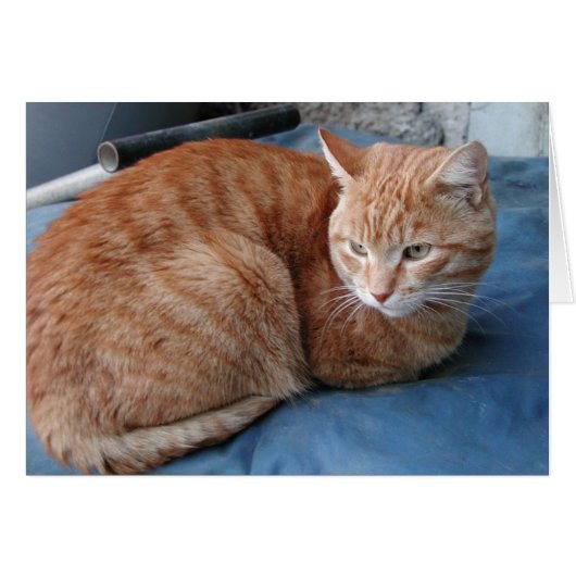 Beige Cat Cards (Front Horizontal)
