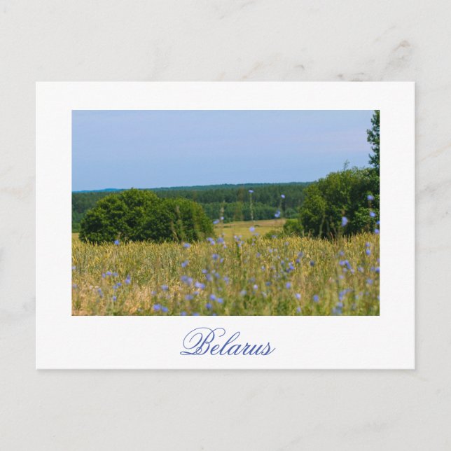 Belarus Rural Landscape Countryside Postcard (Front)