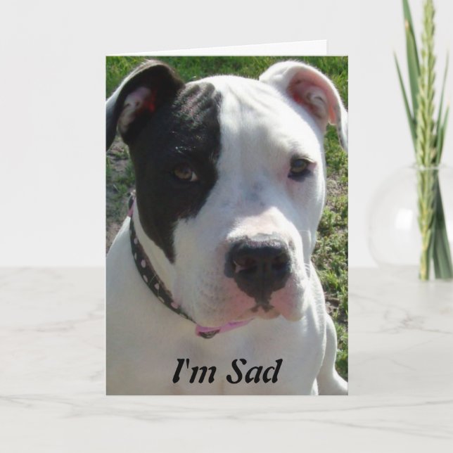 Belated Birthday Card with Pittbull Dog (Front)