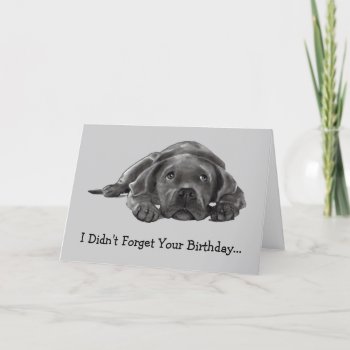 Belated Birthday: Didn't Forget: Too Lazy  Dog Card by joyart at Zazzle