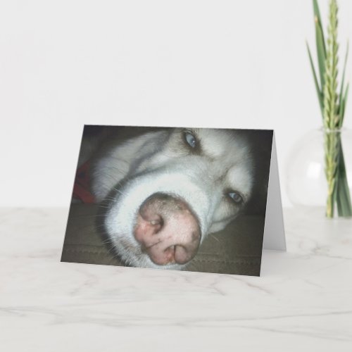 Belated Birthday Husky Dog Greeting Card