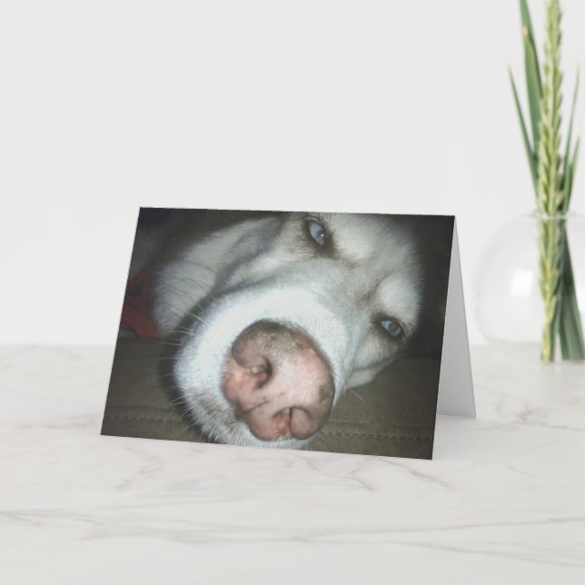 Belated Birthday Husky Dog Greeting Card (Front)
