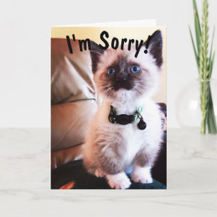 Belated Birthday I'm Sorry Cute Siamese Kitten Card