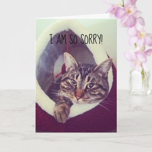 Belated Sorry Gray Tabby Kitty Placeholder Photo Card