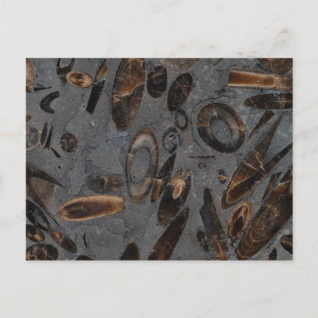 Belemnites Postcard (Front)