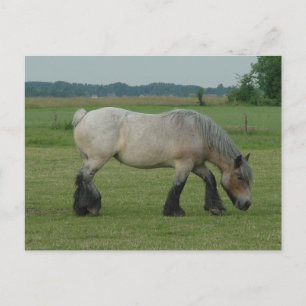 Belgian Draft Horse-color grazing Postcard