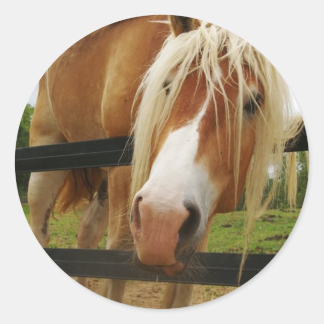 Belgian Draft Horse, Got Carrots? Classic Round Sticker (Front)