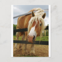 Belgian Draft Horse, Got Carrots?