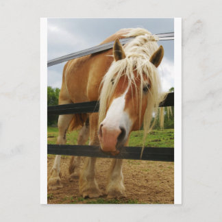 Belgian Draft Horse, Got Carrots? Postcard