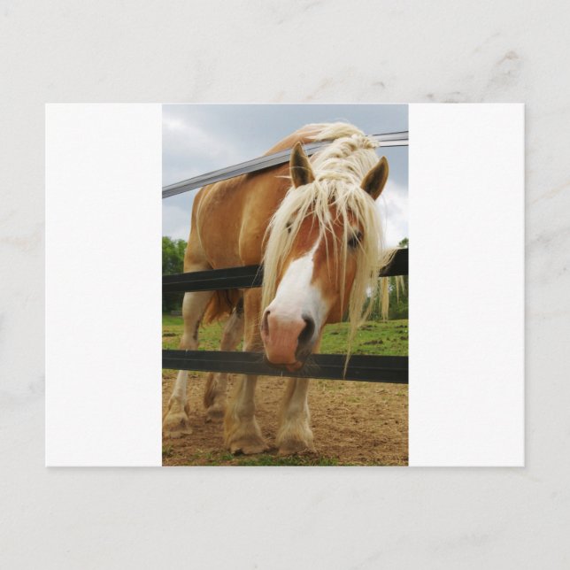 Belgian Draft Horse, Got Carrots? Postcard (Front)