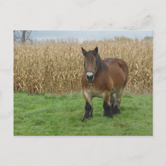 Belgian Draft Horse-in front of a corn field Postcard