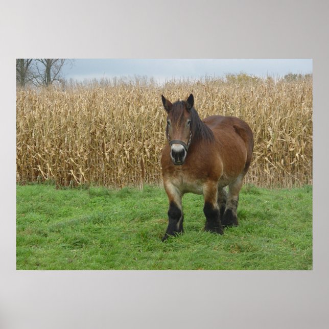Belgian Draft Horse-in front of a corn field Poster (Front)