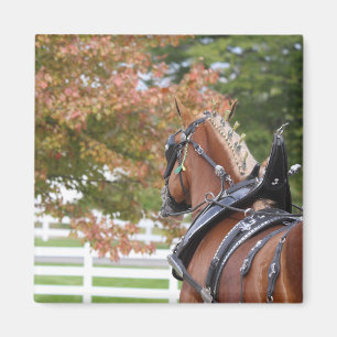 Belgian Draft horse in harness magnet