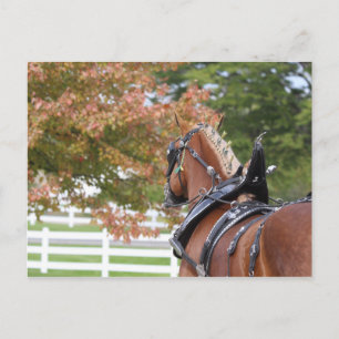 Belgian Draft Horse in Harness Postcard