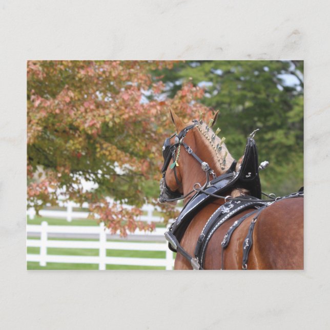 Belgian Draft Horse in Harness Postcard (Front)