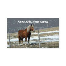 Belgian Draft Horse In Paddock Business Card