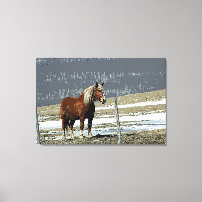 Belgian Draft Horse In Paddock Canvas Art (Front)