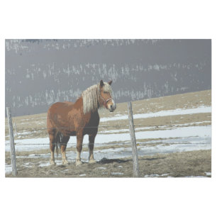 Belgian Draft Horse In Paddock Gallery Wrap