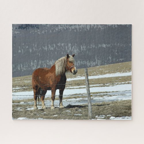 Belgian Draft Horse In Paddock Jigsaw Puzzle