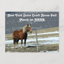 Belgian Draft Horse In Paddock Postcard
