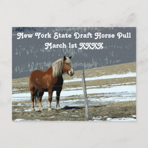 Belgian Draft Horse In Paddock Postcard