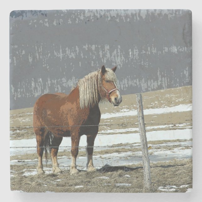 Belgian Draft Horse In Paddock Stone Coaster (Front)