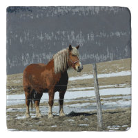 Belgian Draft Horse In Paddock Trivet