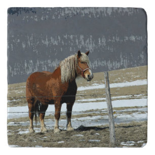Belgian Draft Horse In Paddock Trivet
