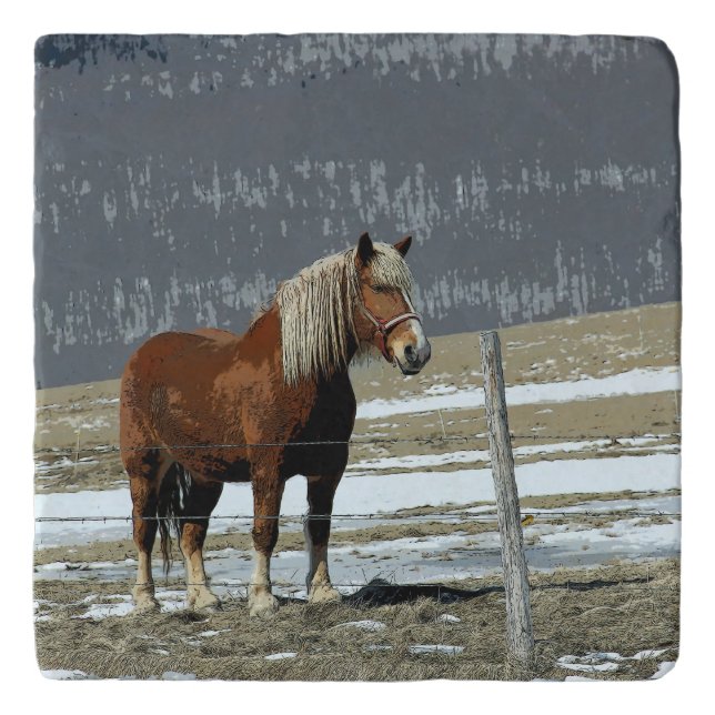Belgian Draft Horse In Paddock Trivet (Front)