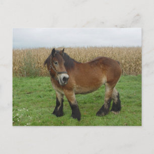 Belgian Draft Horse-looking back Postcard