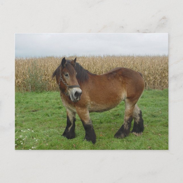 Belgian Draft Horse-looking back Postcard (Front)
