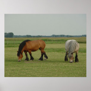 Belgian Draft Horse-one grey, one brown Poster