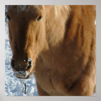 Belgian Draft Horse Poster by HorseStall at Zazzle