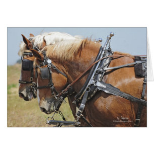Belgian Draft Horse Team Cards